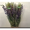Aconitum Na Pyramidale