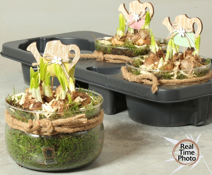 <h4>Arr Narcissus</h4>