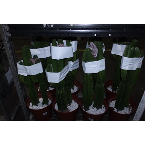CACTUS EUPHORBIA MANDACARU P30