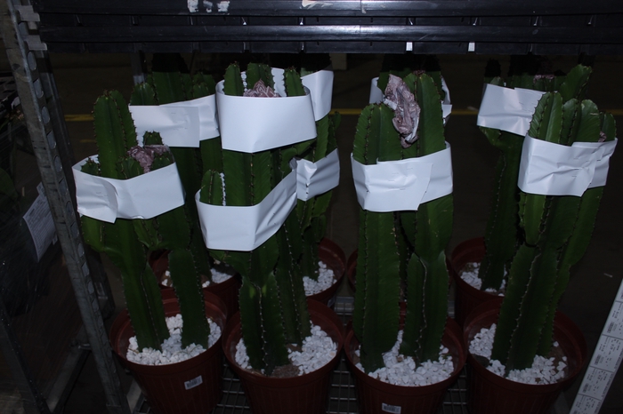 <h4>CACTUS EUPHORBIA MANDACARU P30</h4>