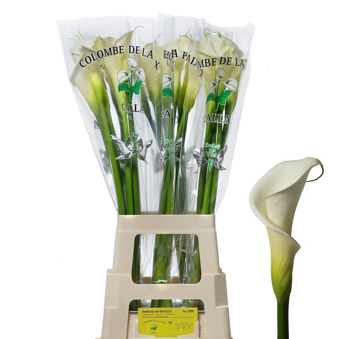 <h4>Calla Colombe Paix 80 cm Van Vliet 24</h4>