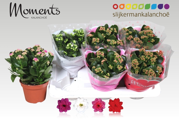 <h4>KAL GE GEM 4 KL</h4>