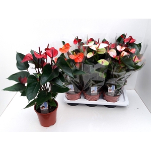 ANTHU AN ADIOS MIX 4KL