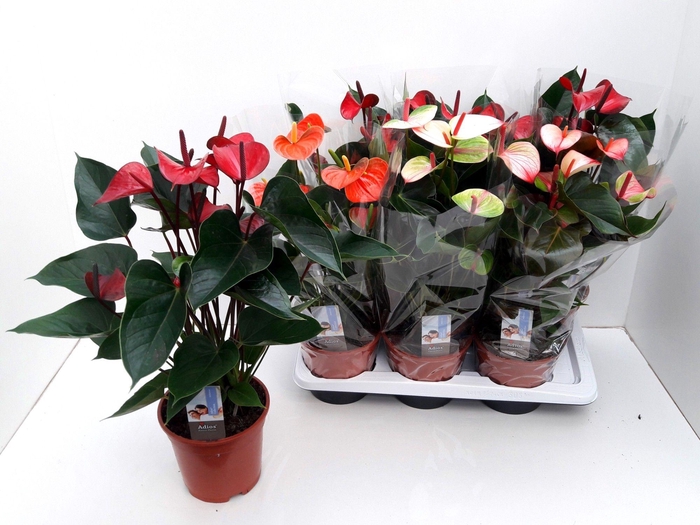 <h4>ANTHU AN GEM 4 KL</h4>