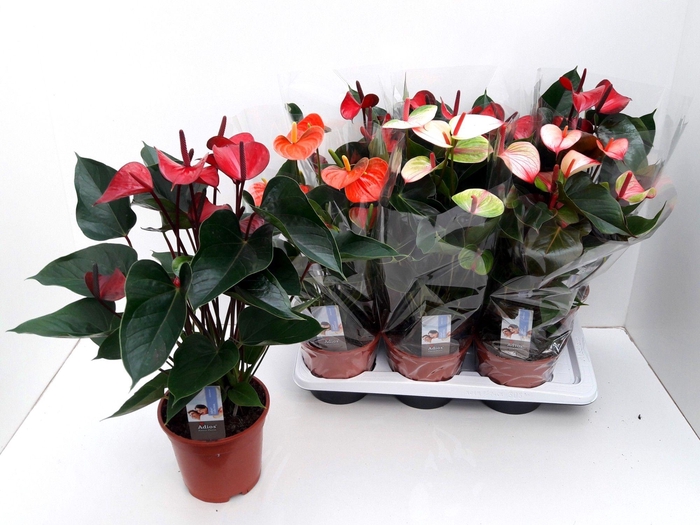 <h4>ANTHU AN ADIOS MIX 4KL</h4>