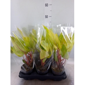 Philodendron  'Painted Lady'