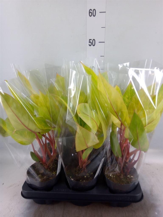 <h4>Philodendron  'Painted Lady'</h4>