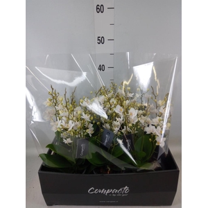 Phalaenopsis multi. 'White Punch'