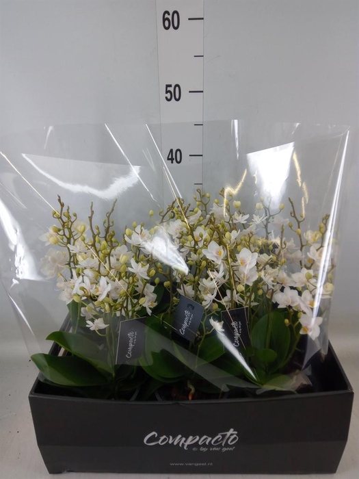 <h4>Phalaenopsis multi. 'White Punch'</h4>