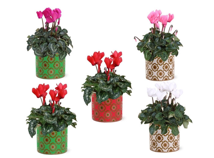 <h4>Collectie "Fun World" Cyclamen in keramiek Jacey</h4>