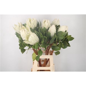 Protea Cy Arctic Ice