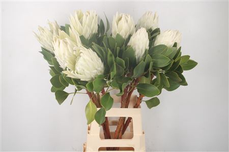 <h4>Protea Cy Arctic Ice</h4>