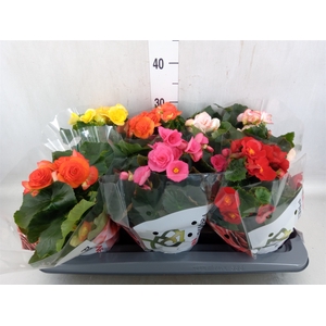 Begonia elat. DU   ...mix