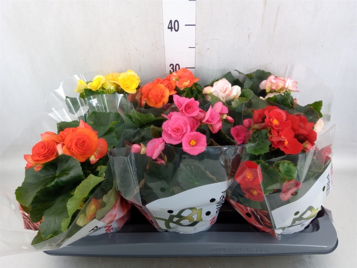 Begonia elat. DU   ...mix