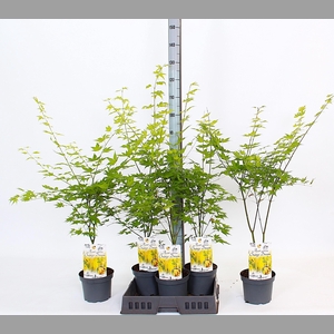 ACER PA ORANGE DREAM