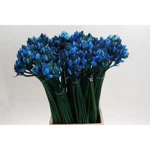 Ornithogalum Kleurbehandeld H%