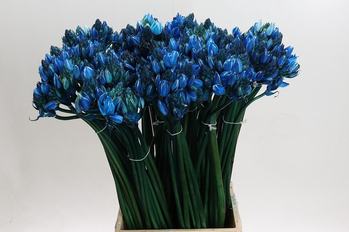 <h4>Ornithogalum Kleurbehandeld H%</h4>