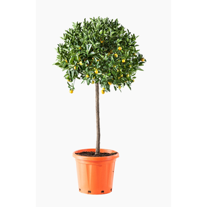 Citrus hystrix