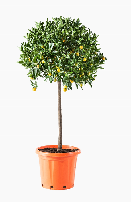 <h4>Citrus hystrix</h4>