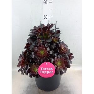 Aeonium arboreum 'Velours'