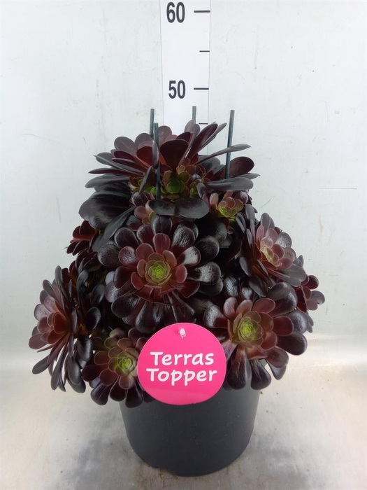 <h4>Aeonium arboreum 'Velours'</h4>
