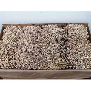 Dried Pepper Berries White