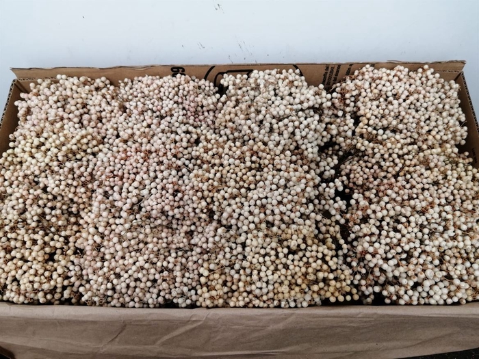 <h4>Dried Pepper Berries White</h4>