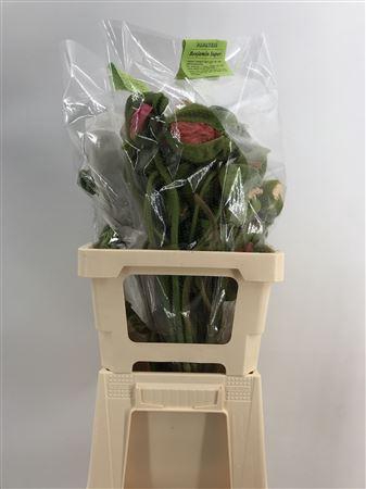 <h4>Papaver Super Super</h4>