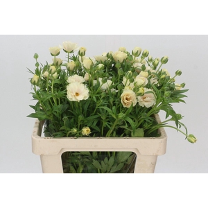 Ranunculus Butterfly Keramos