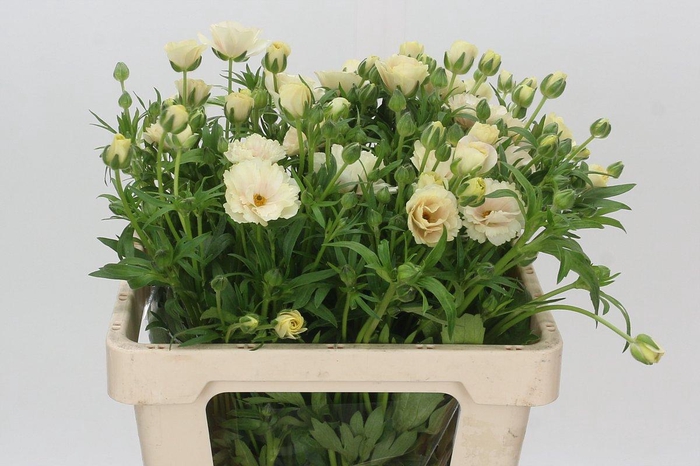 <h4>Ranunculus Butterfly Keramos</h4>