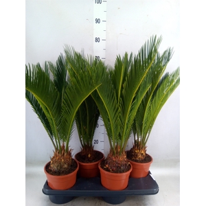 Cycas revoluta