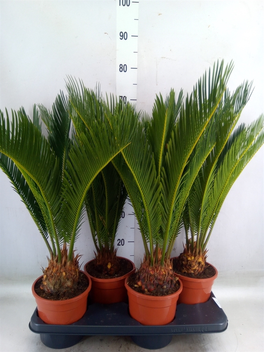<h4>Cycas revoluta</h4>