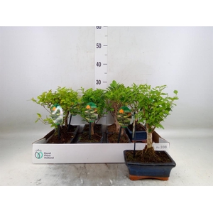 Bonsai   ...mix