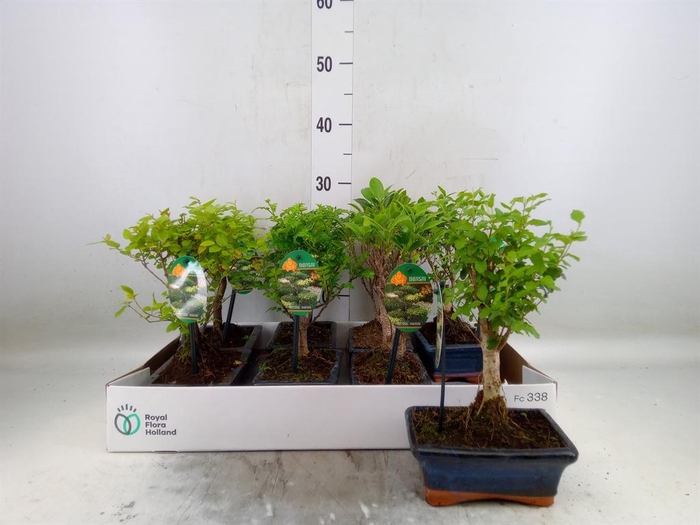 <h4>Bonsai   ...mix</h4>