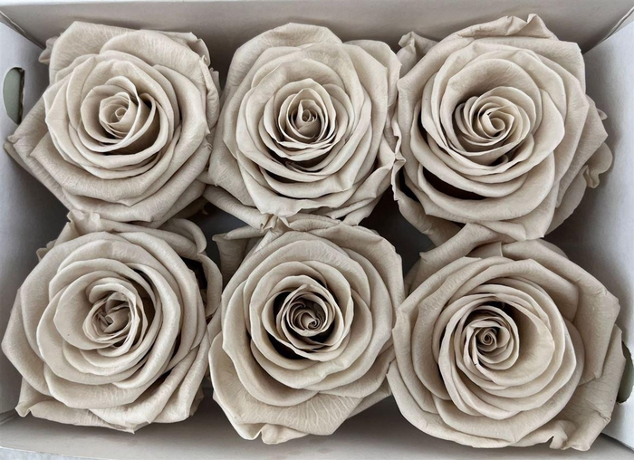 <h4>Ro Pres Classic Sand</h4>