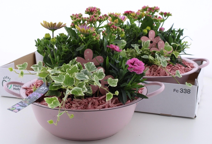 <h4>ARR TUINPLANTEN</h4>