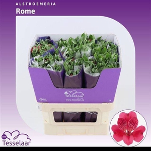 ALSTR ROME