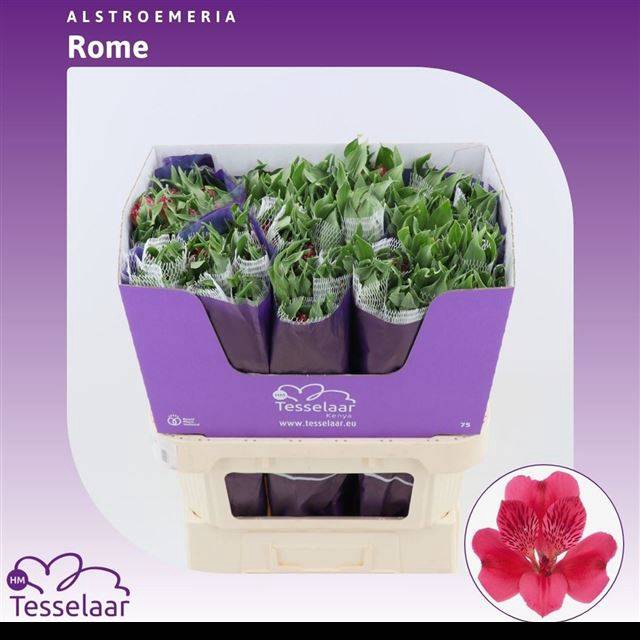 <h4>ALSTR ROME</h4>