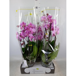 Phalaenopsis   ...rose