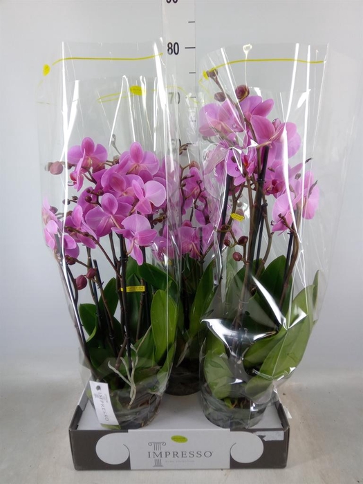 <h4>Phalaenopsis ...rose</h4>