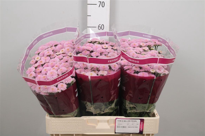 <h4>Chr S Miller Pearl</h4>