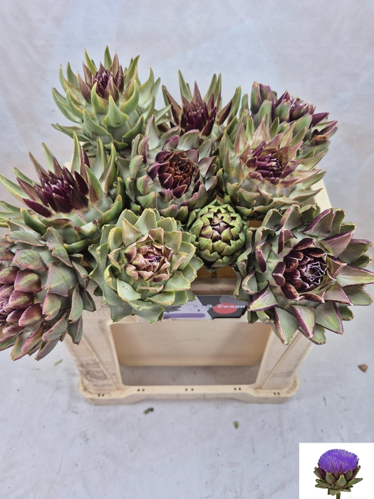 <h4>Cynara Sc Green Glob</h4>