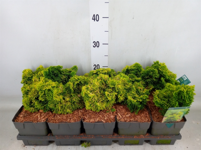 <h4>Chamaecyparis obt. 'Aurora'</h4>