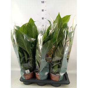 Spathiphyllum  'Bingo Cupido'