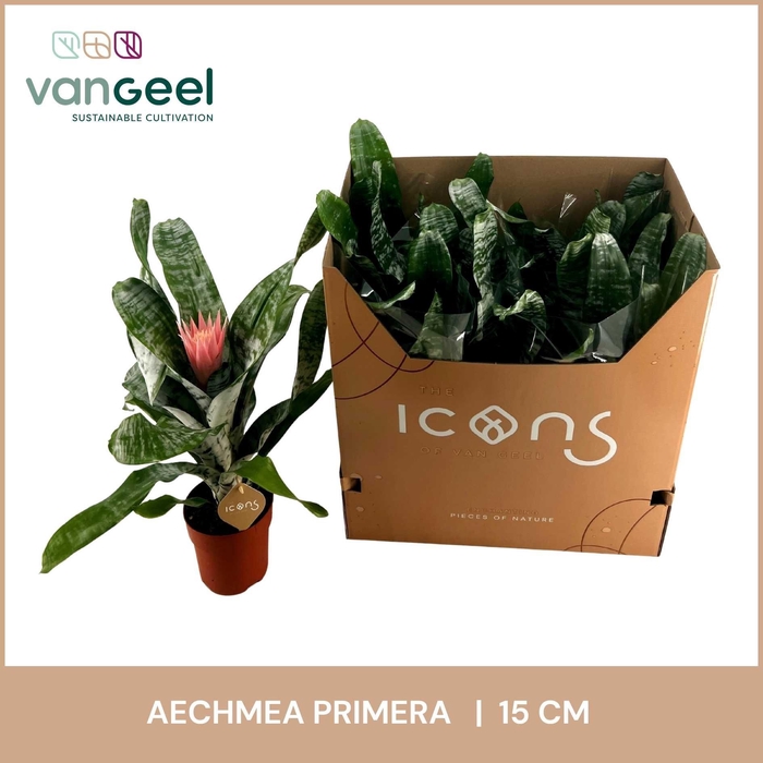 <h4>AECH FAS PRIMERA</h4>