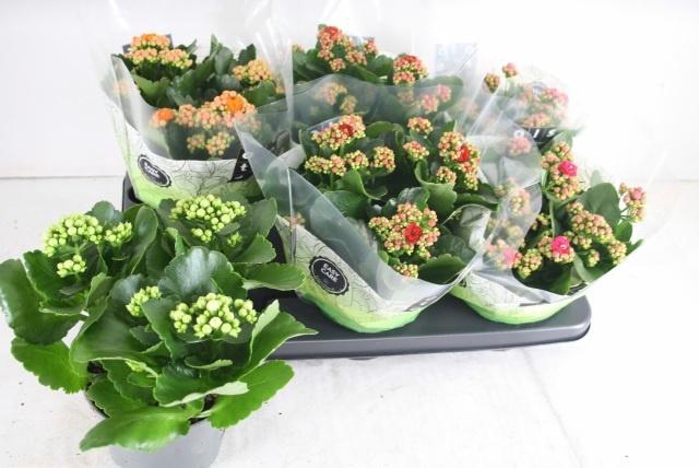 <h4>KAL GE GEM 4 KL</h4>