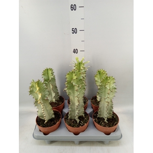 Euphorbia lactea