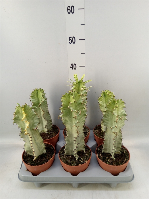 <h4>Euphorbia lactea</h4>