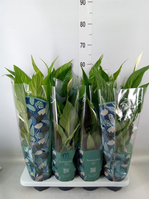 <h4>Spathiphyllum  'Sweet Chico'</h4>