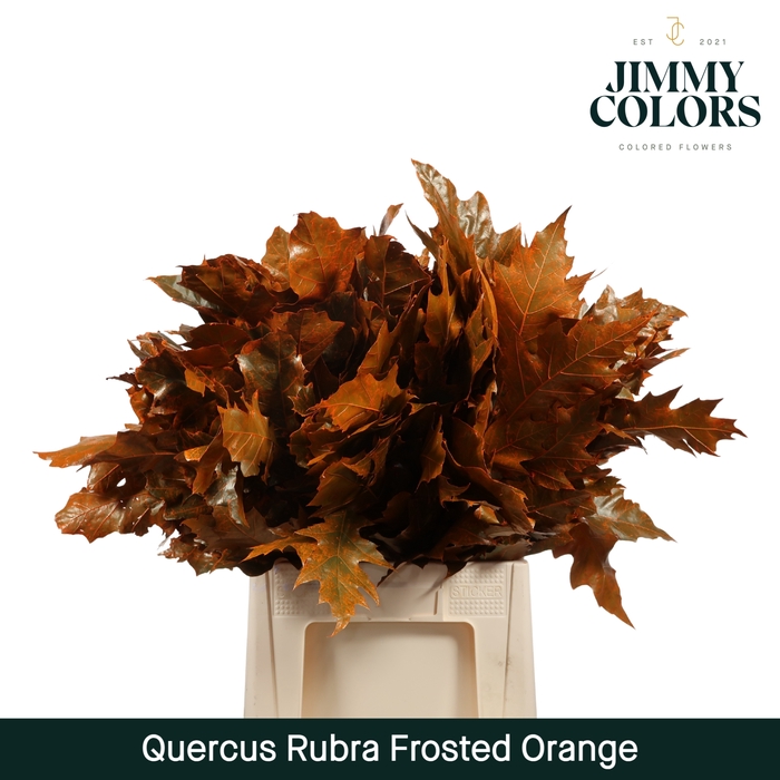 <h4>Quercus Rubra L60 Klbh. frosted oranje</h4>